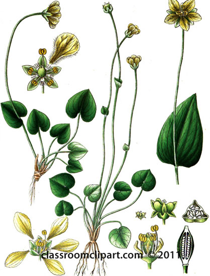 plant-illustration-parnassieae.jpg