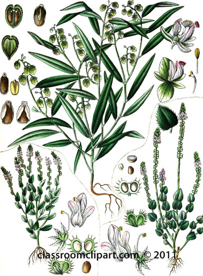 plant-illustration-polugalecae.jpg