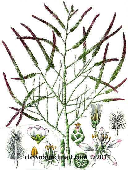 plant-illustration-tamariscineae.jpg