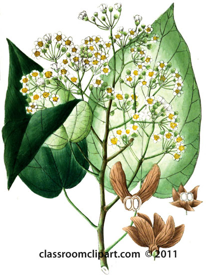plant-illustration-tiliaceae-42.jpg