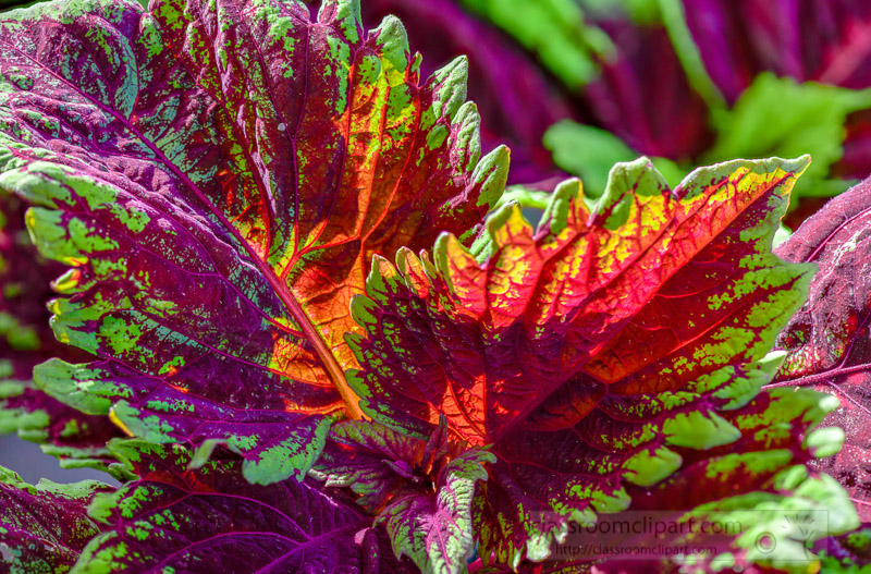 bright-colors-of-coleus-plant-closeup-of-leaves-photo-image-350.jpg