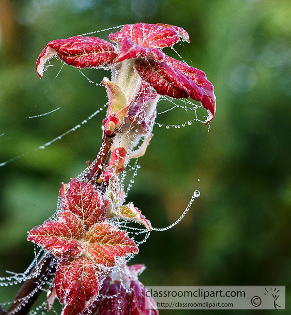 dew_on_newly_forming_leaves_99.jpg