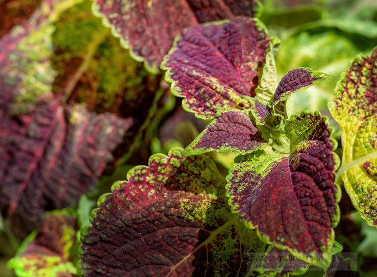 photo-of-colorful-coleus-plant-with-yellow-purple-intricate-leaves-image-05712.jpg