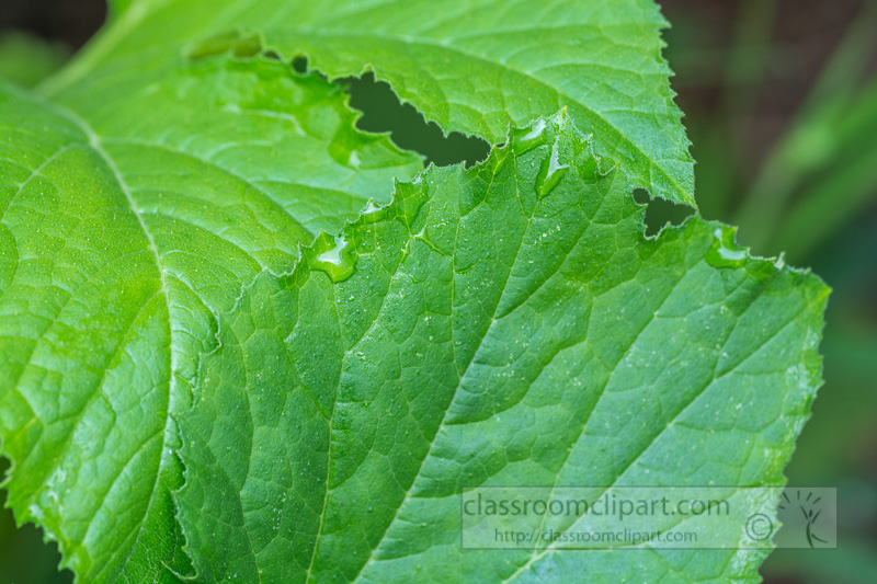 photo-reticulate-serrate-squash-leaf-5338.jpg