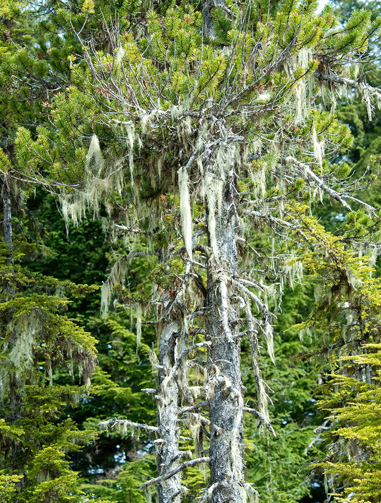 alaska-forest-with-moss-covered-pine-tree-592.jpg