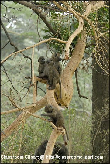baboons_sitting_in_tree.jpg