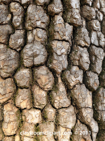 close-up-tree-bark.jpg