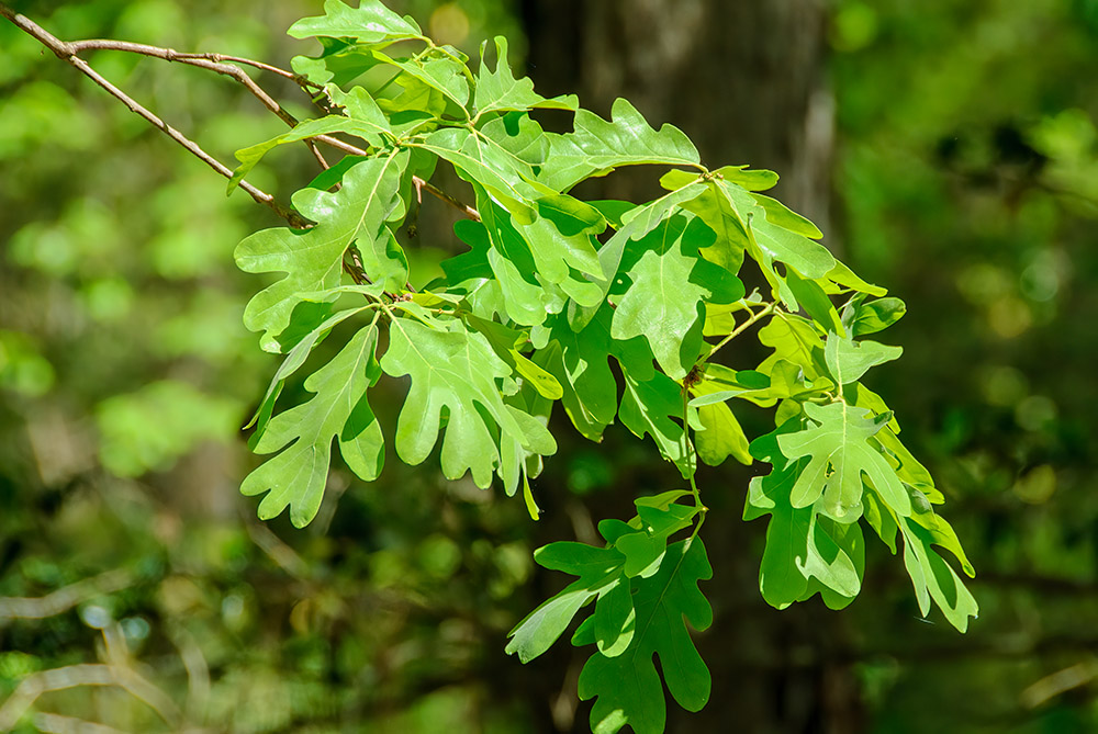 closeup-of-tree-branch-with-oak-leaves-0362.jpg