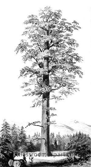 coniferous_tree_25A.jpg