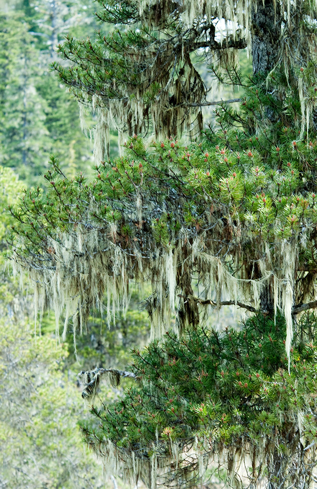moss-covered-pine-tree-in-alaska-573.jpg