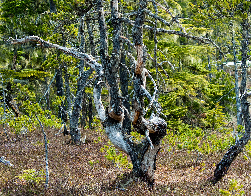 old-knotted-tree-alaska-587b.jpg