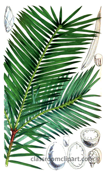 palm_botanical_plant_28A.jpg