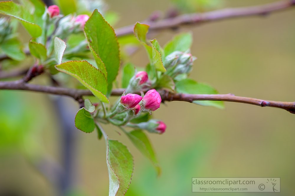 pink-apple-blossoms-2054.jpg