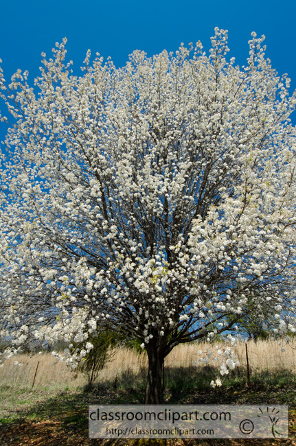 spring_pear_tree_88.jpg
