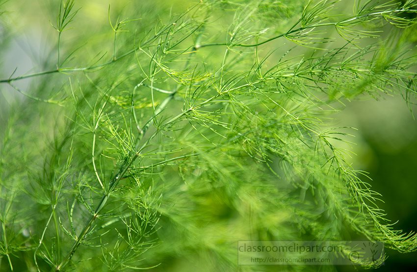 closeup-of-several-asparagus-leaves-photo.jpg
