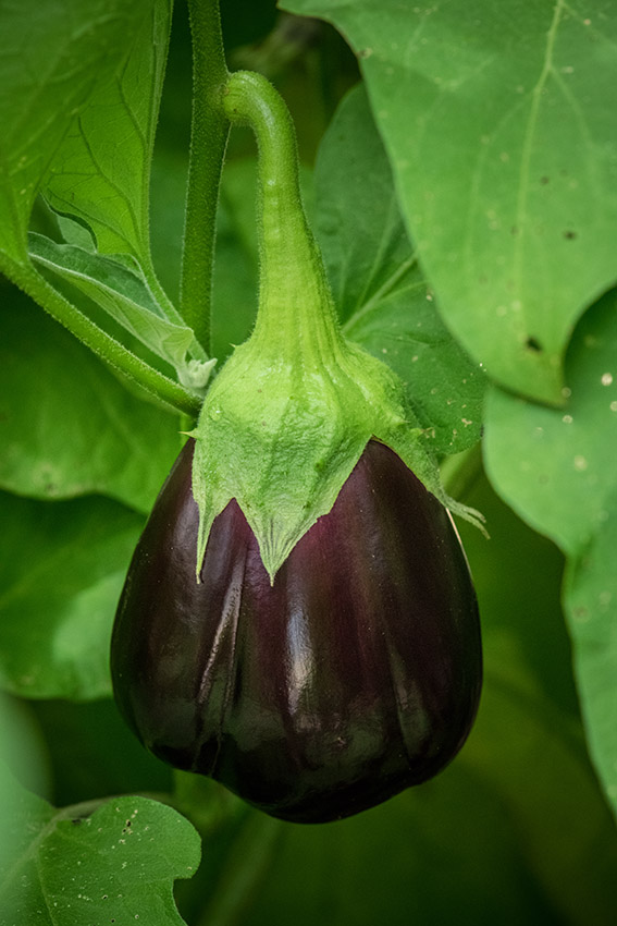 closeup-eggplant-growing.jpg