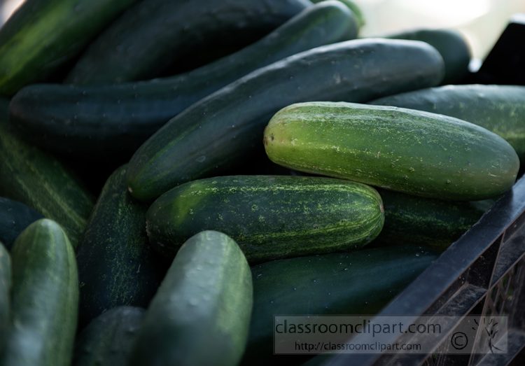 fresh-cucumbers-at-local-market-1031.jpg