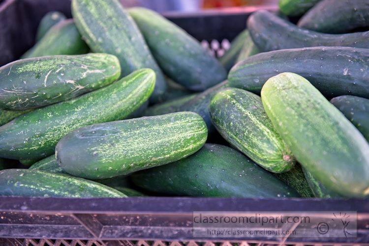 fresh-cucumbers-at-local-market-1033.jpg