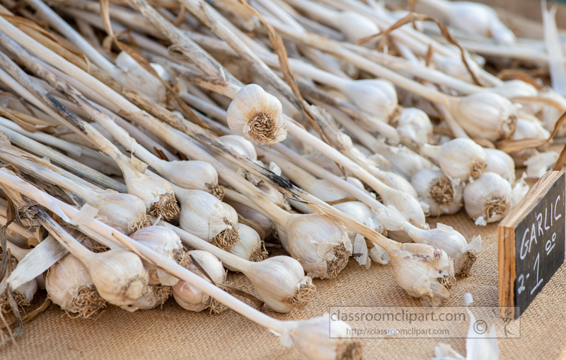 fresh-garlic-on-display-at-a-farmers-market-00175.jpg