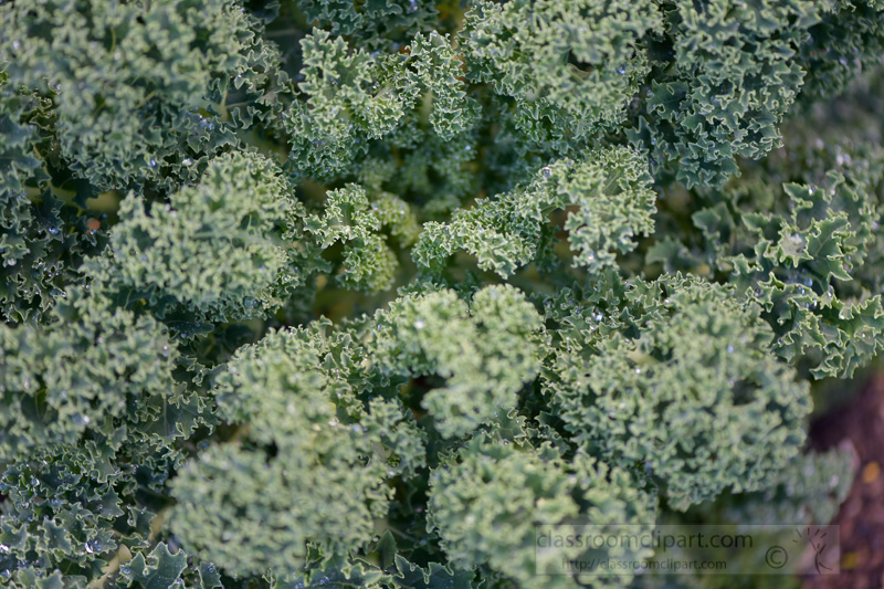 fresh-kale-growing-in-garden-0300.jpg