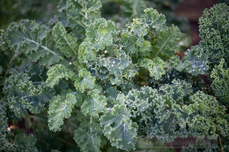 fresh-kale-growing-in-garden-03002.jpg