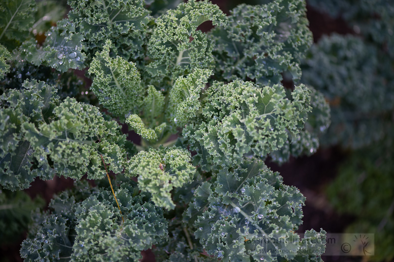 fresh-kale-growing-in-garden-03003.jpg
