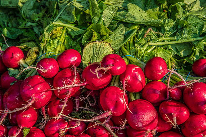 freshly-picked-bunches-of-radishes.jpg