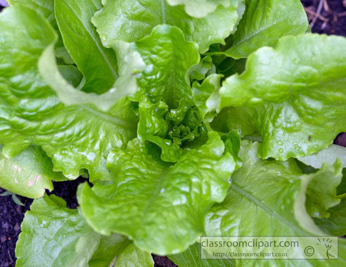 lettuce_78A.jpg