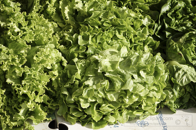 photo-lettuce-variety-image2542.jpg