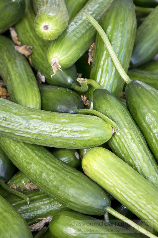 picture-fresh-green-cucumbers-vegetable-image55a.jpg