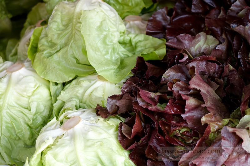 picture-lettuce-types-red-green-image-543b.jpg