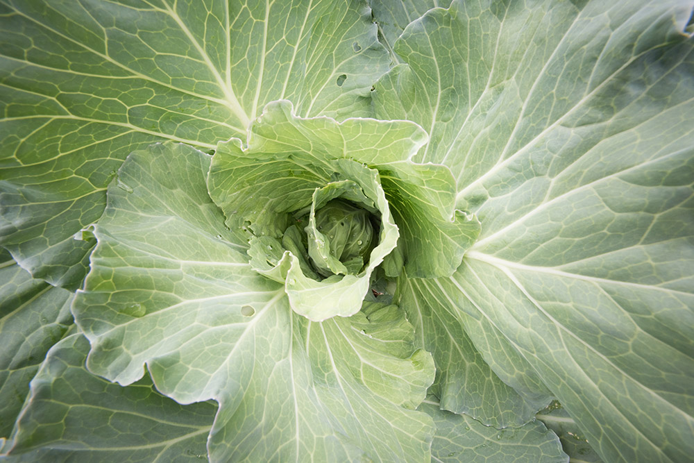 cabbage-growing-closeup.jpg