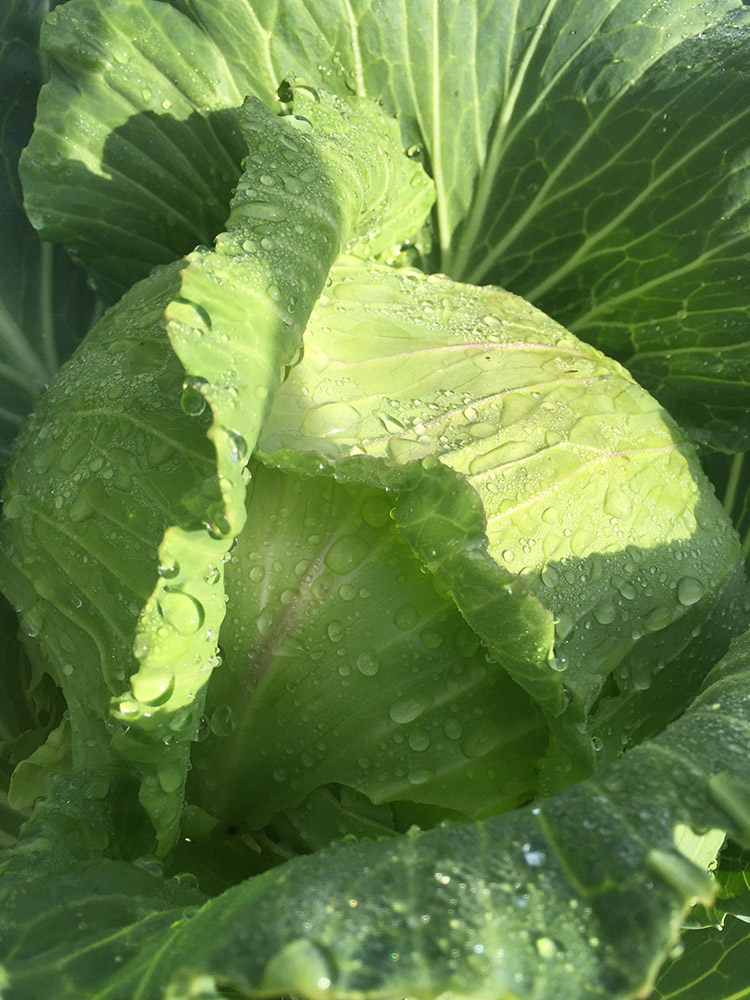 cabbage-growing-in-a-raised-bed-garden.jpg