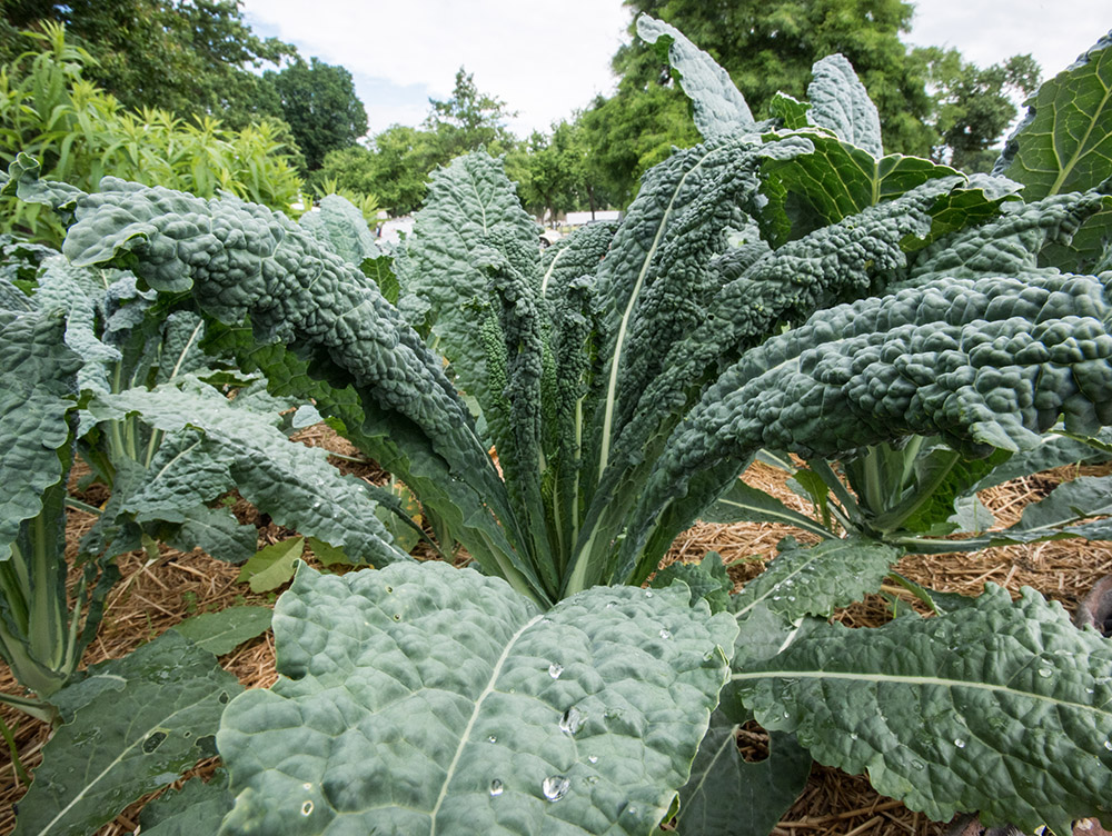 cabbage-growing-side-view.jpg