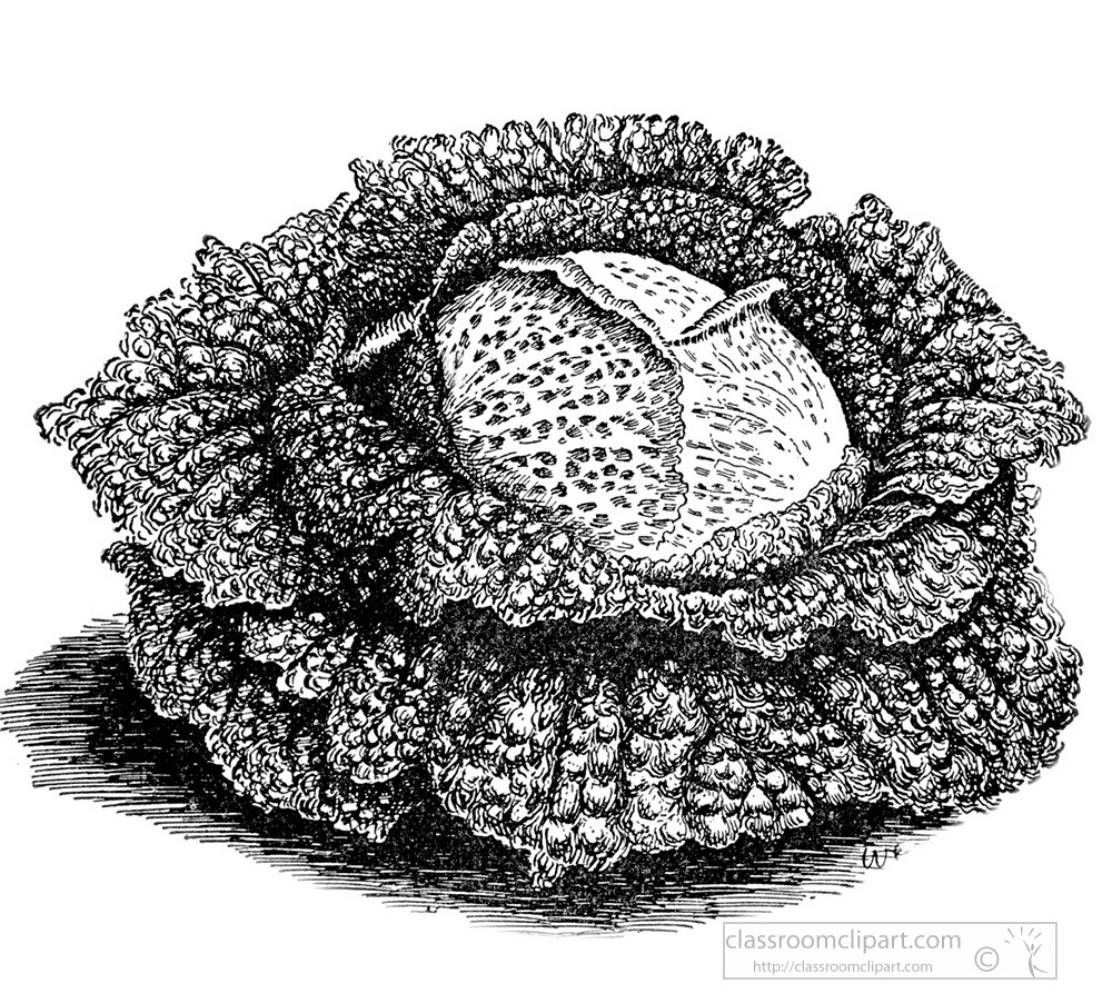 cabbage-illustration-4.jpg