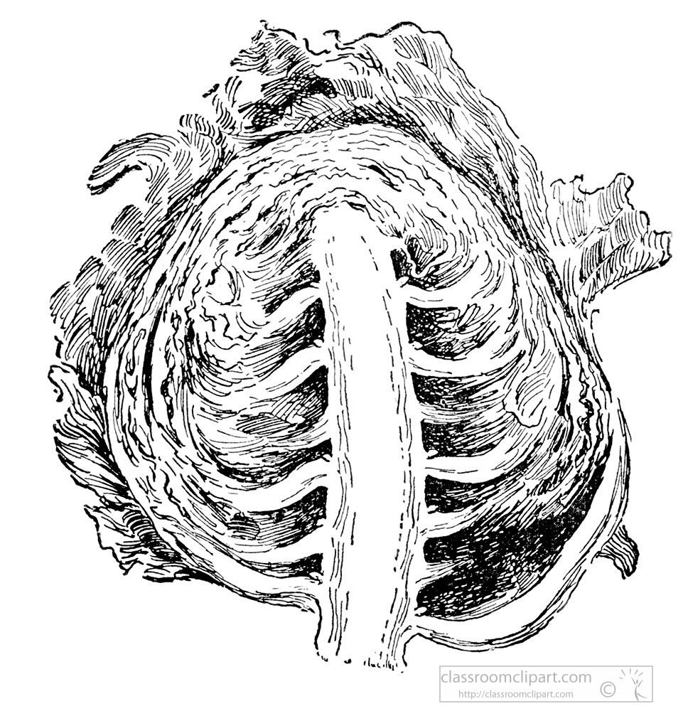 cabbage-illustration.jpg