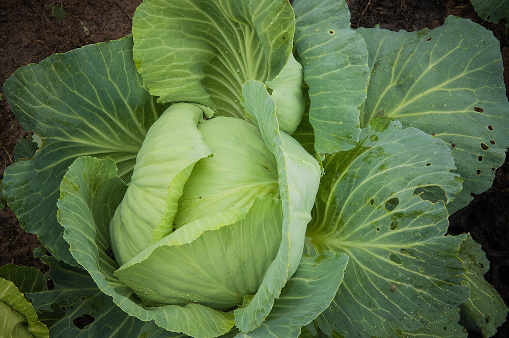 cabbage-one-of-the-most-nutrient-dense-vegetable.jpg