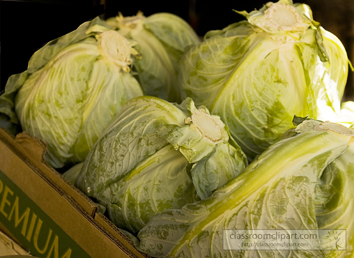 cabbage_heads_819.jpg