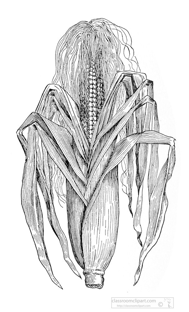 corn-black-and-white-illustrated-clipart.jpg