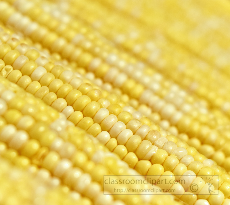 corn-cob-angle-uncooked-closeup-photo-image-5006.jpg