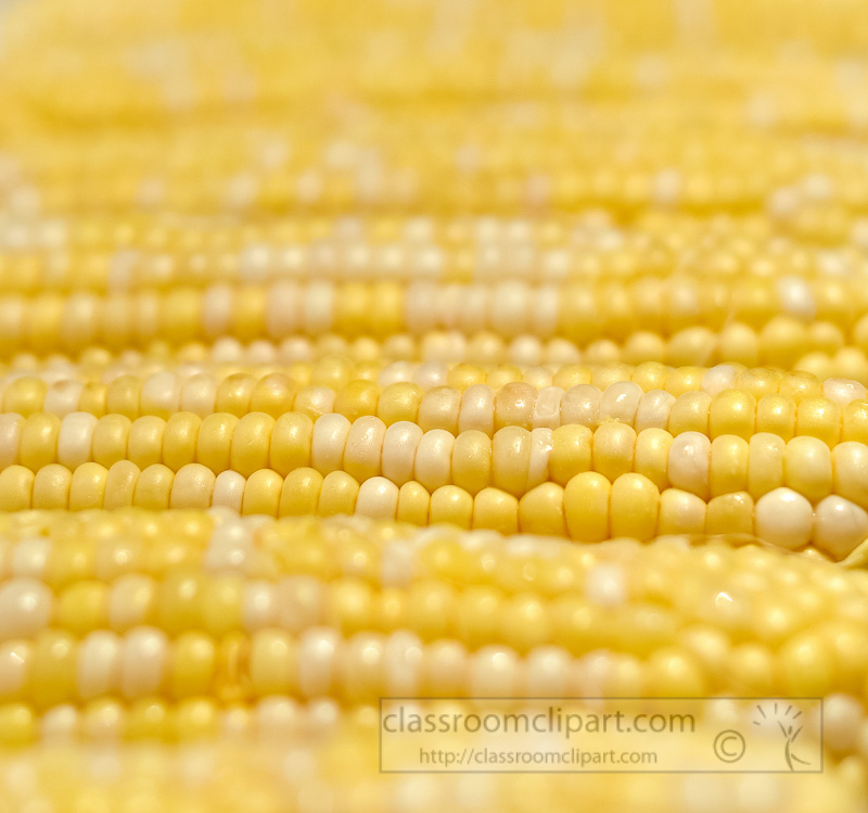 corn-cob-uncooked-closeup-photo-image-5006E.jpg