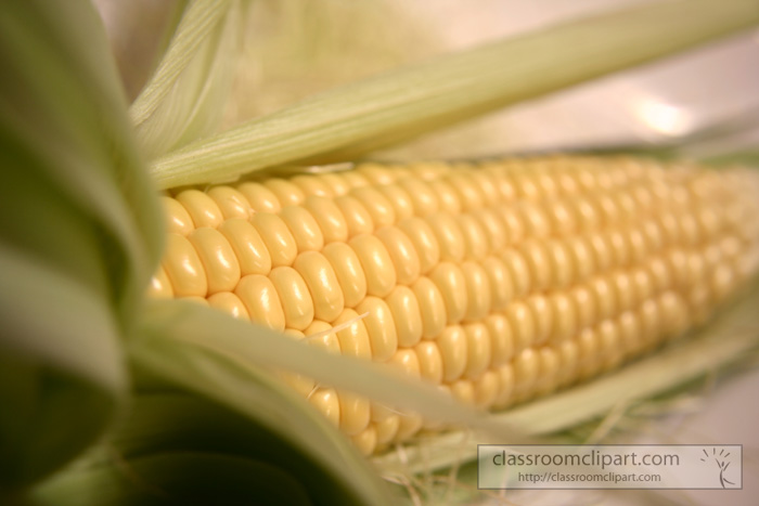 corn_219.jpg