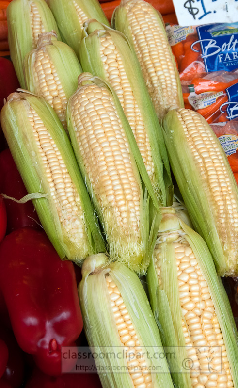 ears-of-corn-at-market-seattle-washington-photo-image-609.jpg