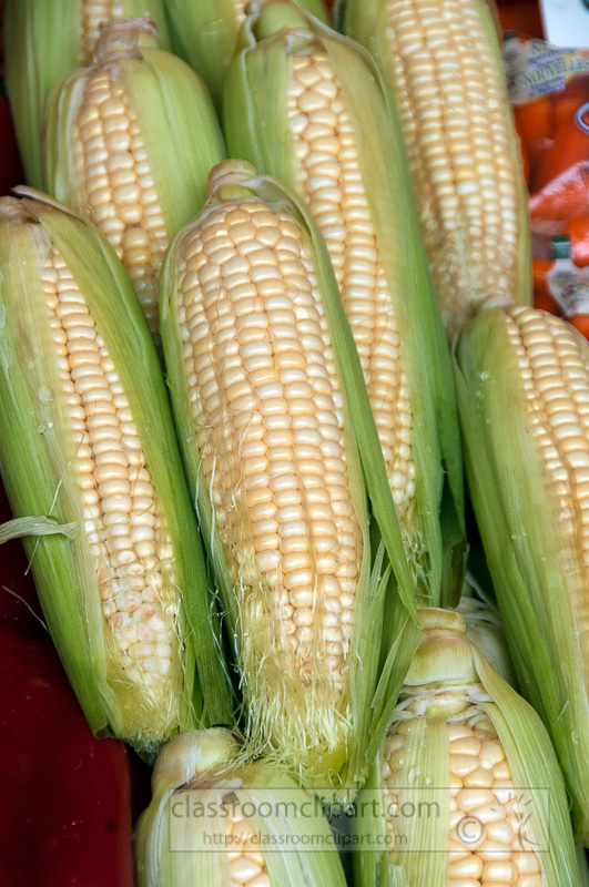 ears-of-corn-at-market-seattle-washington-photo-image-610.jpg