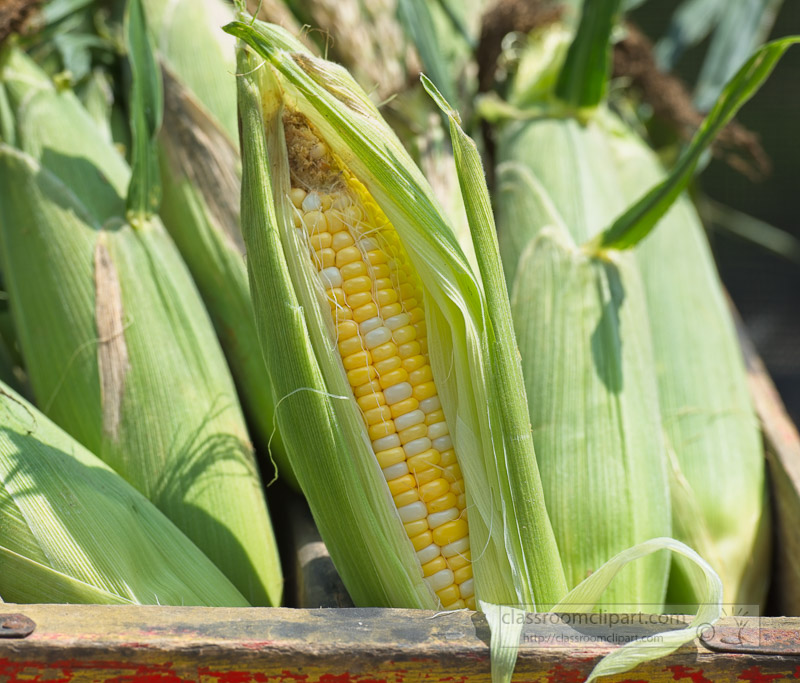 photo-freshly-picked-corn-from-farm-217.jpg