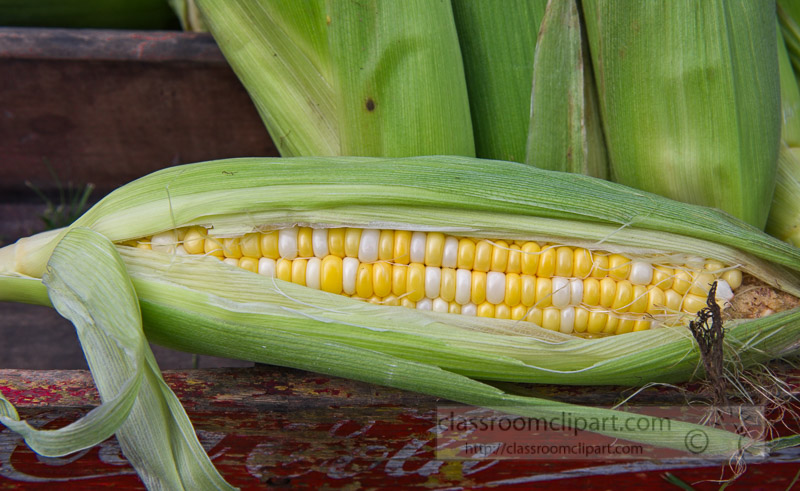 photo-freshly-picked-corn-from-farm-230.jpg