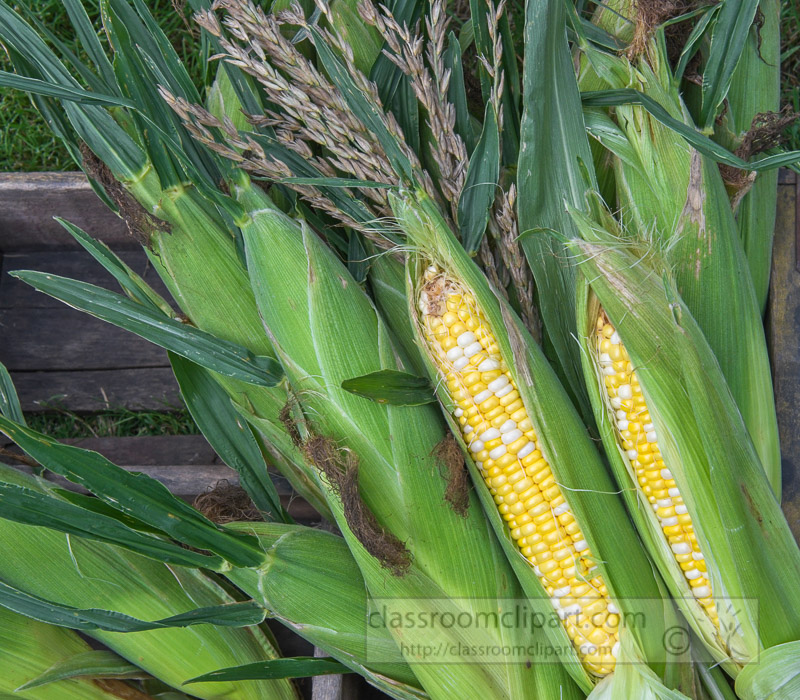 photo-freshly-picked-corn-from-farm-232.jpg