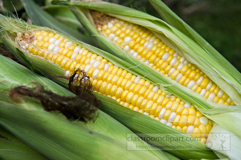photo-freshly-picked-corn-from-farm-236.jpg