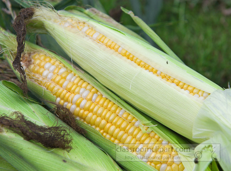 photo-freshly-picked-corn-from-farm-237.jpg