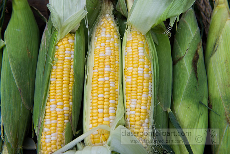 photo-freshly-picked-corn-from-farm-242.jpg